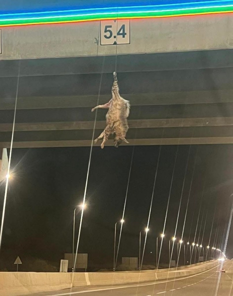 العثور على ضبع معلق على جسر قرب بئر السبع بعد العثور على جِمال مقتولة في النقب