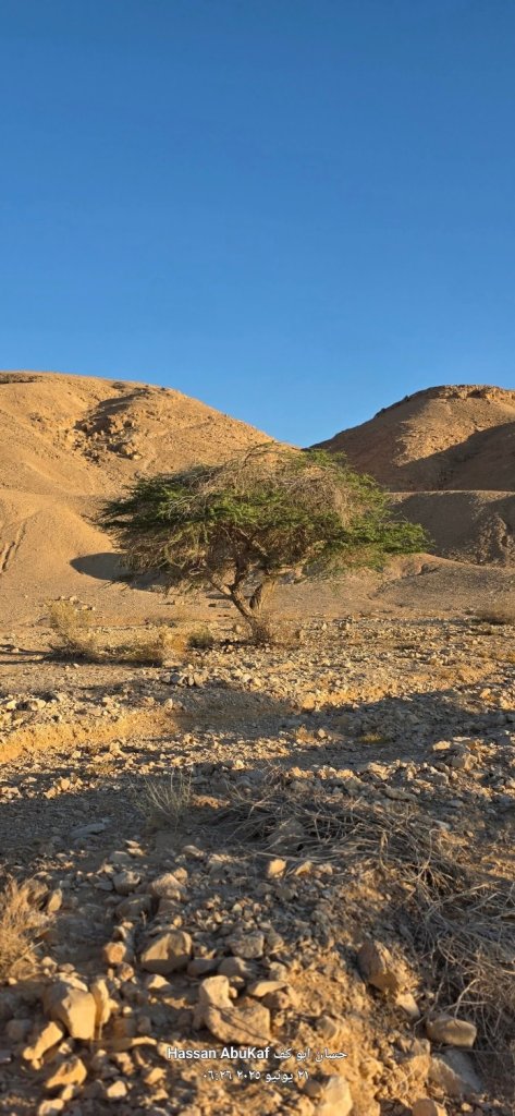 صورة تظهر شجرة في بيئة صحراوية، مع تلال جبلية في الخلفية وسماء زرقاء صافية.