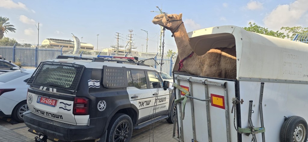 الشرطة الجنوبية تحبط سباق جمال غير قانوني بمنطقة تدريبات عسكرية بالنقب وتوقف قاصرين