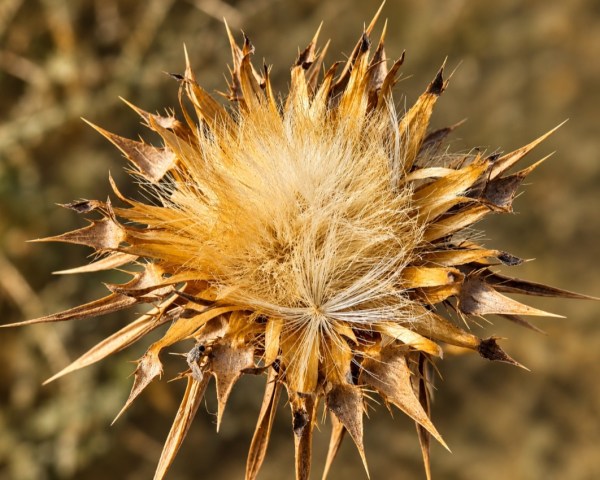 جنوب تشرين